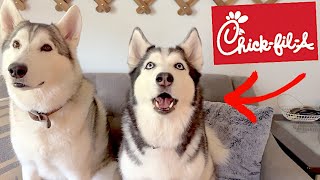 Siberian Huskies Review Chic Fil A!!!!!