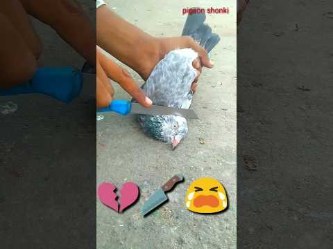 YE KYA HOGYA 🤕🔪💔 NEW PART 2 🕊️ #shortsfeed #shortvideo #pigeonshonki #kabootar