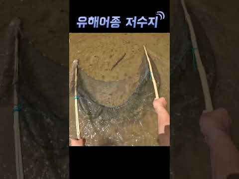 유해어종 저수지에서 블루길 배스 퇴치!