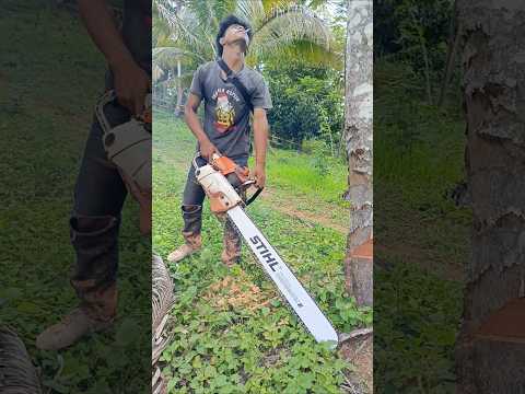 Proses penebangan pohon kelapa