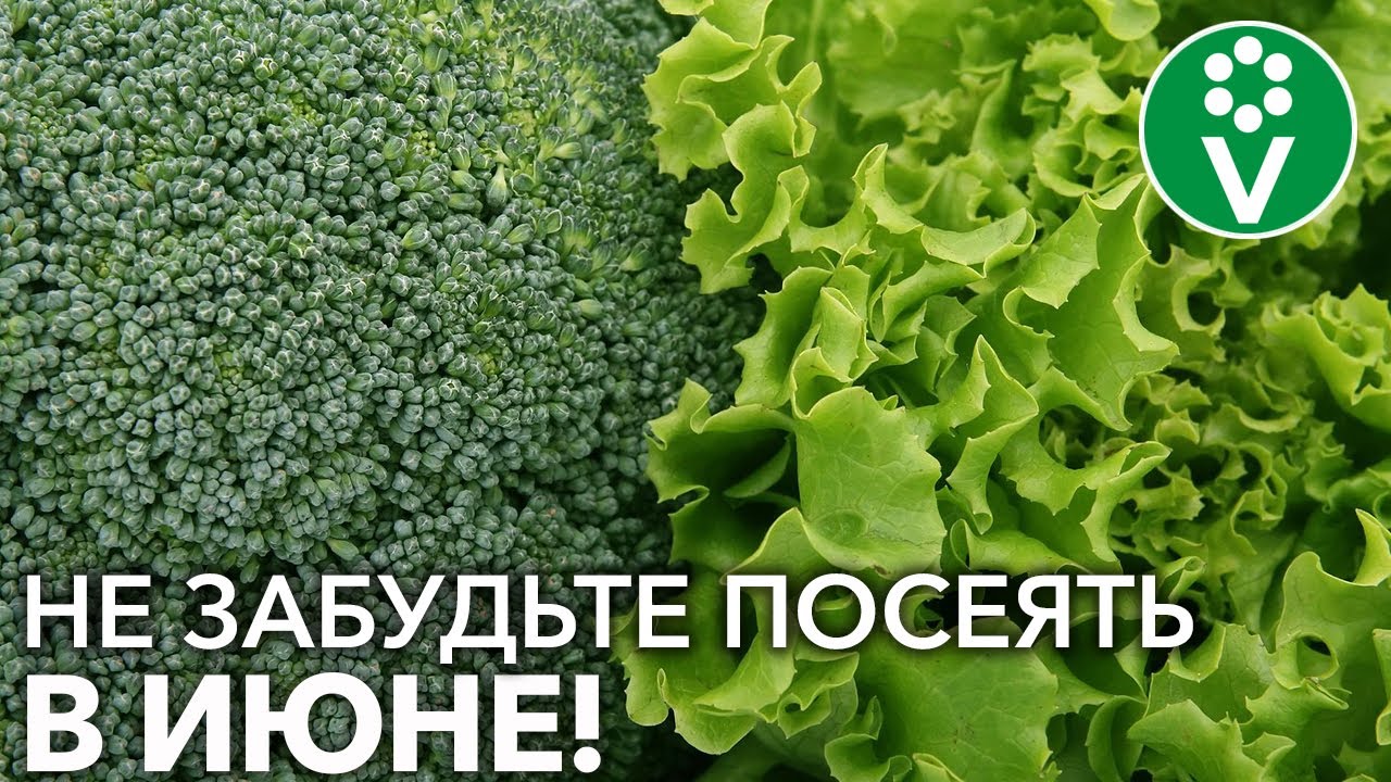 Еще не поздно посеять эти овощи в июне! Что посеять в июне для отличного урожая?
