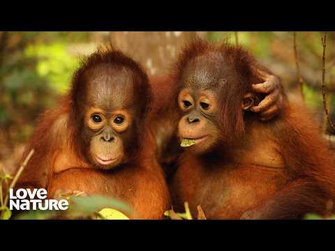 And So It Begins... | Orangutan Jungle School 101