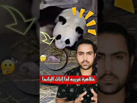 هل تعلم ان انثى الباندا قد تلد فجأه دون ان تدري انها كانت حاملآ؟ #قصص #معلومات_غريبه