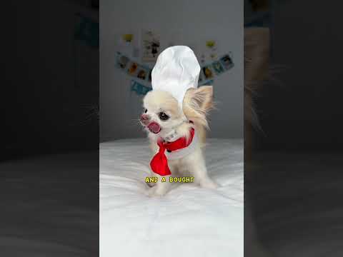 I didn’t get to eat the croissant 🥐😅 #funnydog #chihuahua #cutedogs