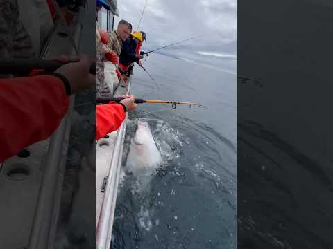 Halibut wrestlin! #sitka #alaska #fishingvideo #fishalaska #fishing #deepseafishing #halibut #fish