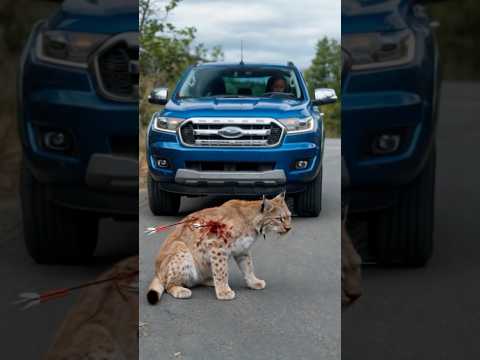 The Rescue Story of a Lynx Wounded by an Arrow