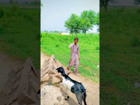 Be zuban Janwar pay Rahim Kiya karo #youtube #trending #viral #shorts #islam #india #ertugrulghazi