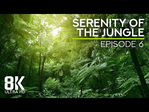 8K Immersive Jungle Serenity – Ep 6 | Tropical Forest White Noise for Relaxation & Stress Relief