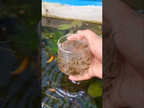 খাল থেকে ধরা মাছের বাচ্চা গুলোকে কি করলাম ? #shorts #fish