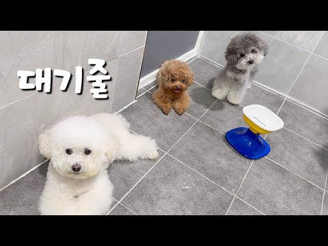 🚨큰일났어요!🚨귀여운 강아지들 때문에 미치겠어요ㅠㅠ
