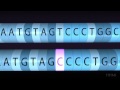 Exploring Lactose Digestion and Genetics