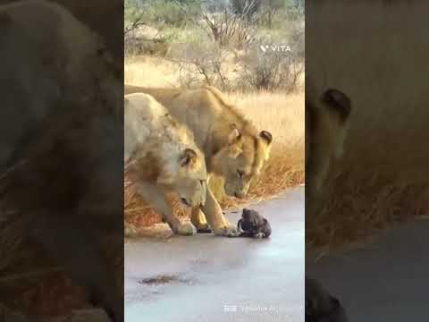 Why wild dog puppies are lion targets@Intefoloshorts