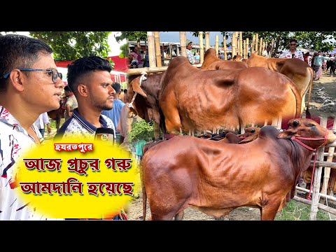 আজ হযরতপুর হাটে প্রচুর গরুর আমদানি গরুর দাম তাই একটু কম আছে | শাহিন ভাই গরু নিয়ে তাই চিন্তায় আছে