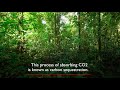 Environmental Impact and Carbon Cycle