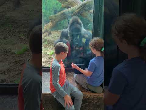 #shorts JELANI THE GORILLA gets cumpfy to watch Ipad!!!!! Amazing!!!!!