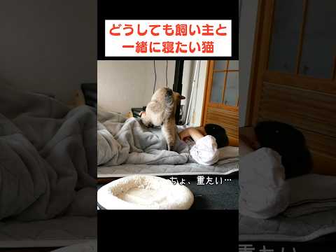 朝、猫が布団に入ってきてくれる幸せ