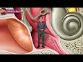 Anatomy of the Ear