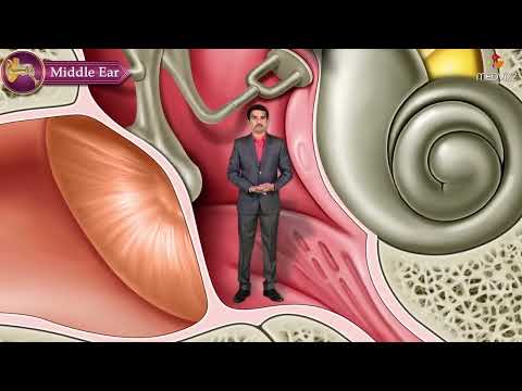 Gross Anatomy of the Middle Ear - Boundaries ,Contents and Functions ( Animation ) | USMLE Step 1