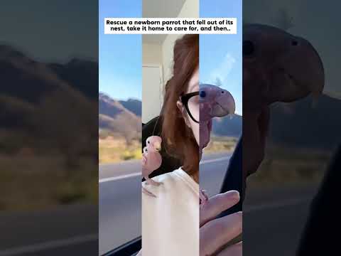 rescue newborn parrot fell out of nest, and then #parrot #animals #shorts