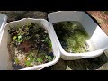 Ecosystem Study and Observations