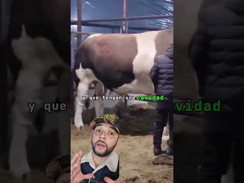 Animal grande 🐂 #agro #campo #rancho #ganado #ganaderia #zootecnia #elpecuario