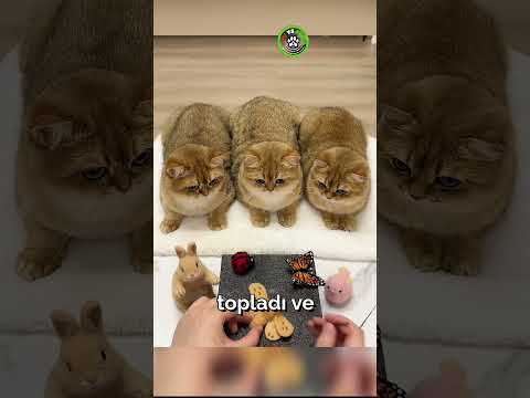 “Kedileri İçin Harika Bir Ev Yaptı… Tepkileri Görmelisiniz! 🐾”