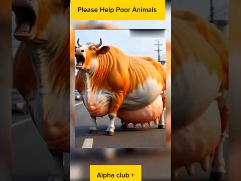 please Help Poor Animals #cow #pragnancy #cowlover #rescue #helpanimals #animallover