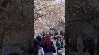 🌸벚꽃구경 나온 관광객들로 북적대는 합정동에서…🇰🇷📸 희우정로 / Spring walk - Hapjeong - Seoul - Korea 🇰🇷