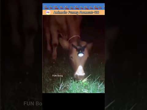 Animals Funny Moment-118 #ytshorts #funnyanimals #funnyshorts
