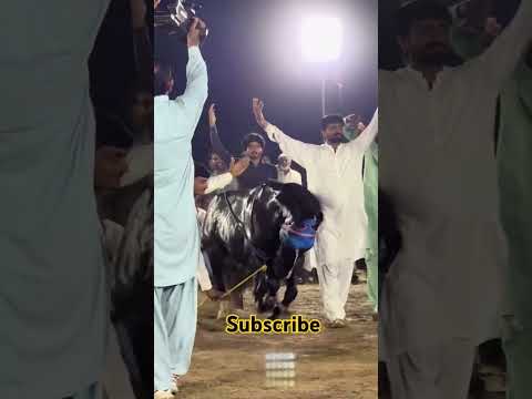 "Horse Dance Jo Har Kisi Ko Deewana Bana De!"