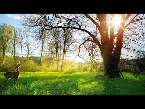RELAXING PIANO MUSIC - 早上最適合聽的輕音樂 - 美妙的音樂 - 純鋼琴輕音樂 - 轻松的钢琴音乐 - 放鬆音樂