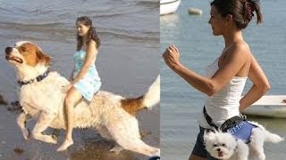 Essayer de ne pas rire - chien drôle animaux drôles essayer de ne pas rire - meilleur WhatsApp - éch