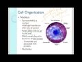 Cell Structure and Function Concepts
