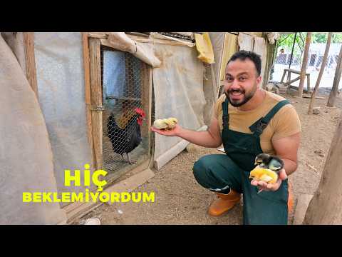 🐣 Hiç Beklemiyordum! Tavuk Keklik Civcivi Çıkardı 😱 - Gizli Yumurta Zulasını Buldum - Civciv Çıkımı