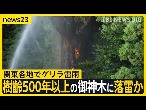 樹齢500年以上の御神木落雷で焼けたか 関東各地でゲリラ雷雨　東京都心では“最も遅い”猛暑日に　彼岸花咲かず 彼岸花祭り会場も閑散【news23】｜TBS NEWS DIG