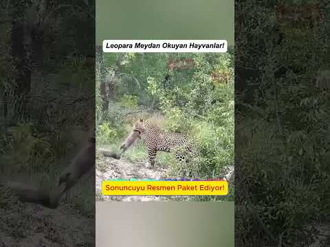 Onlar Ne ki! #leopar #hayvanlar