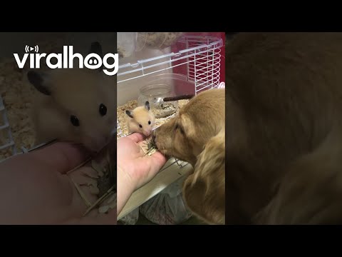 Hamster Shares Snacks With Dog || ViralHog