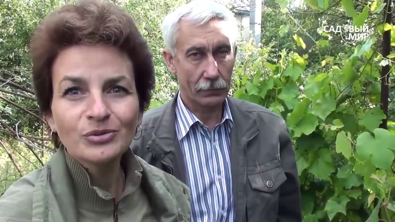 Виноград для начинающих Сорт Гуно