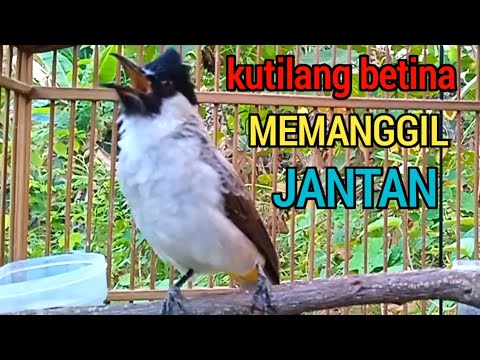 suara burung kutilang betina memanggil jantan, Ampuh buat pancingan kutilang