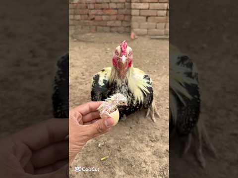 White jawa is waiting for his chick under egg#youtube #youtubeshorts #viralvideo
