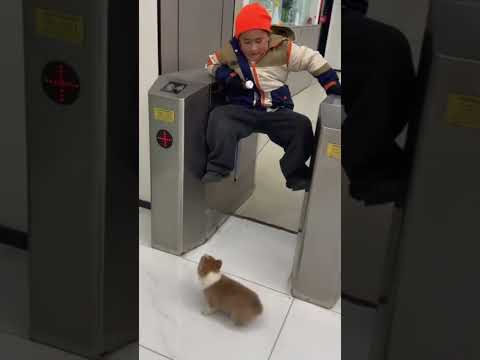 Thấy chú cún trước mặt nên nó sợ không dám qua