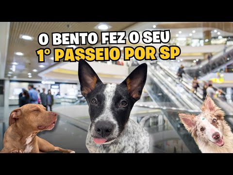 Rotina Completa Do Bento | Como É a Rotina De Um Filhote De 4 Meses?