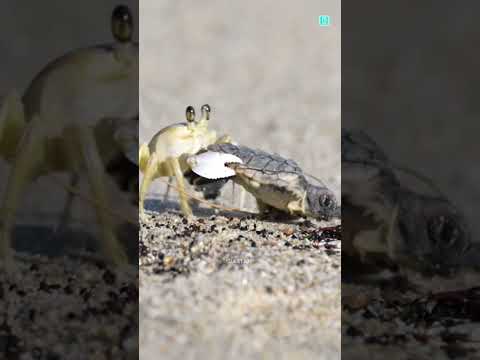 The Journey Of Baby Turtles 🐢
