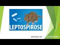 Leptospirose: Conhecimentos Essenciais
