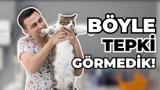 Kedi Dünyasının En İlginç İkilisi: Pençe ve Pırtık!