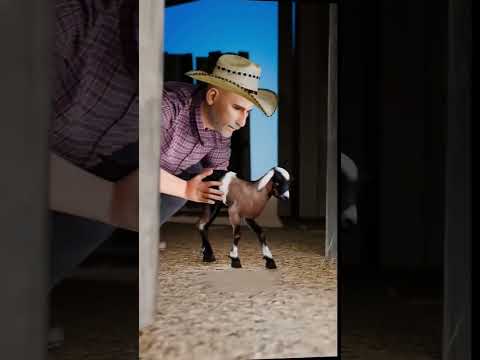 How To Trick A Mother Goat Into Adoption