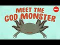 Axolotl: The Regenerative Wonder