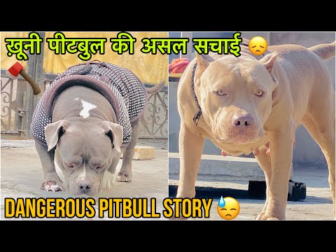 Dangerous killer pitbull reality 🙏🏻😓 why Pitbull’s are so dangerous ❓