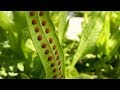 Identifying and Growing Fern Spores