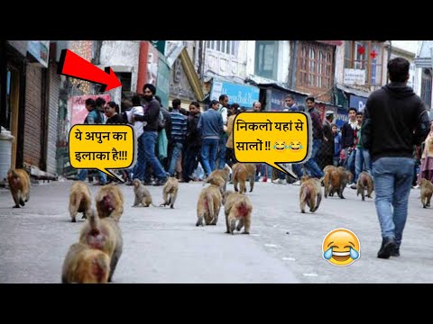इन बंदरों ने तो सही मे मौज कर दी 😂😂 || Monkey funny videos || Monkey comedy